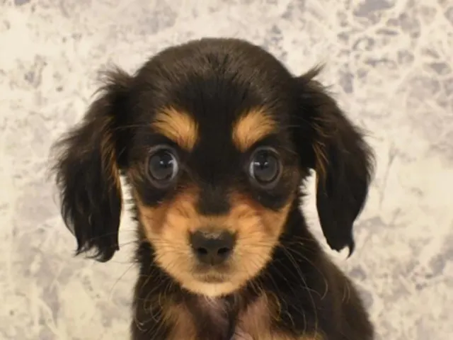 福岡県のハーフ犬・ミックス犬 (ペッツワン福岡新宮店/2025年2月24日生まれ/女の子/ブラックタン)の子犬